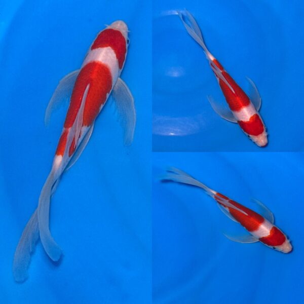 *128 Butterfly Kohaku 17-22cm