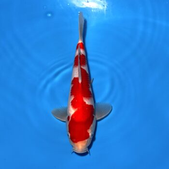 🥈 *25-009 Kohaku 31cm