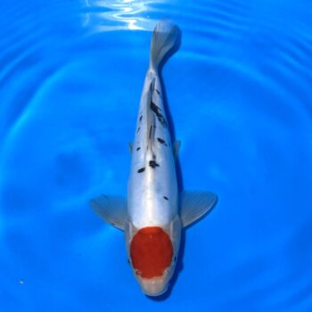 🥈*25-008 Doitsu Tancho Sanke 30cm