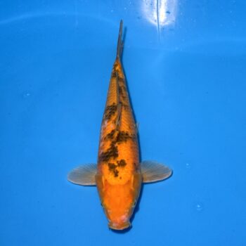 *25-006 Ki Bekko 36cm