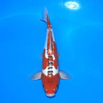 🥇 *25-005 Shusui 38cm