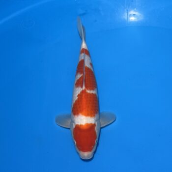 🥇*25-004 Kohaku 39cm