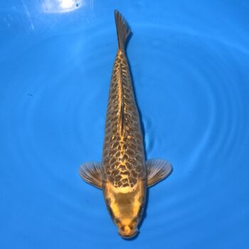 *25-002 Ginrin Aragoke 41cm