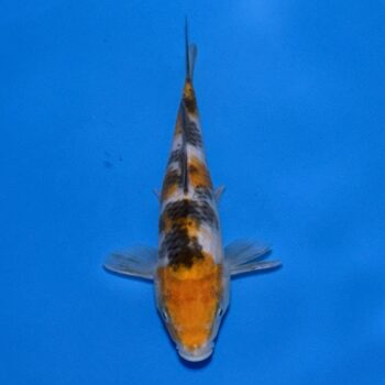 *25-021 Ki Sanke 26cm 🥇