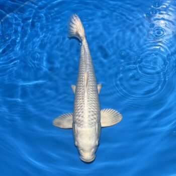 *25-038 Platinum 38cm 🥇