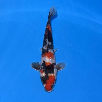 *25-022 Showa 24cm 🥇