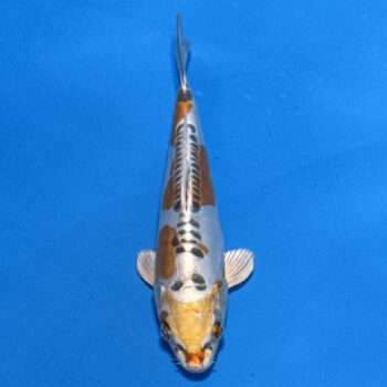 *25-040 Kou Ryu 20cm 🥈