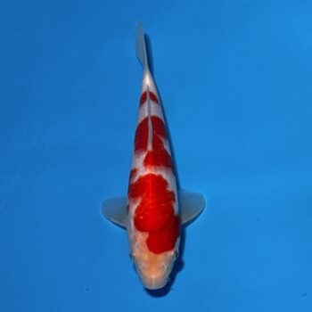 *25-049 Kohaku 25cm