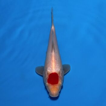 *25-050 Tancho Kohaku 25cm