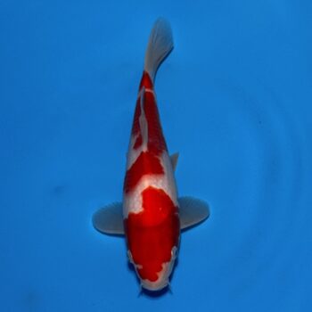 *25-055 Kohaku 26cm 🥇