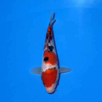 *25-031 Sanke 22cm 🥇